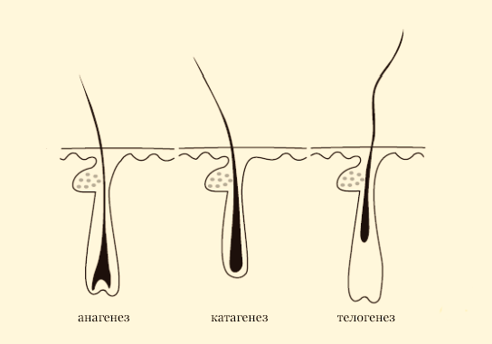 фазы роста волос